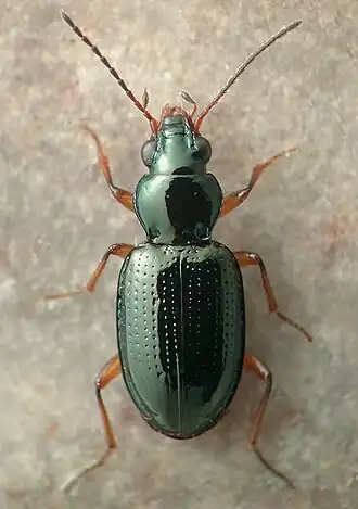 Bembidion brevistriatum