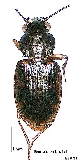 Bembidion brullei