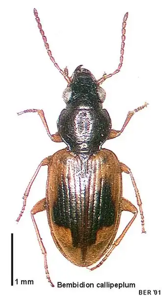 Bembidion callipeplum