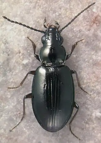 Bembidion castum