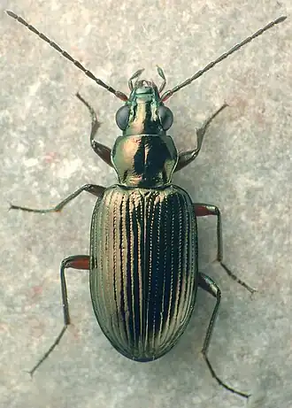 Bembidion chalceum