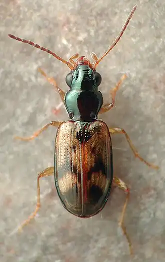 Bembidion chilense