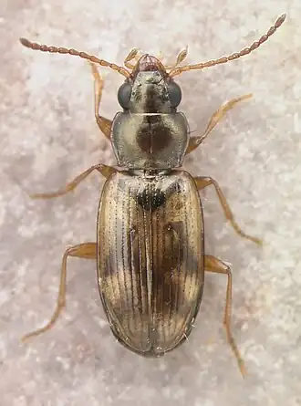 Bembidion cillenoides