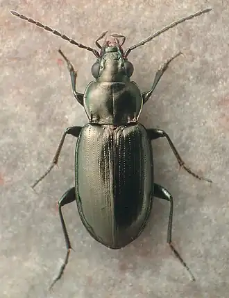 Bembidion coloradense