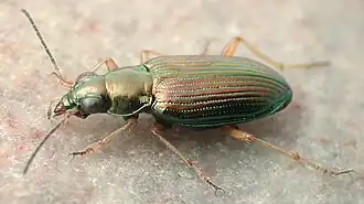 Bembidion confusum