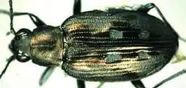 Bembidion conicolle
