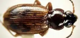Bembidion convexulum