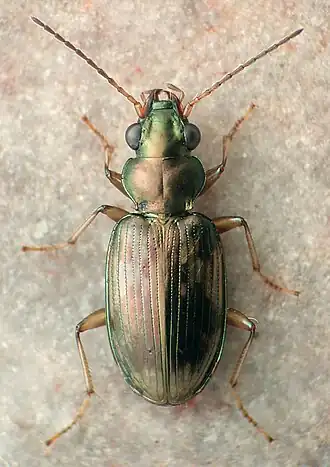 Bembidion cordatum