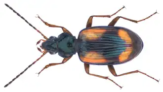 Bembidion cruciatum