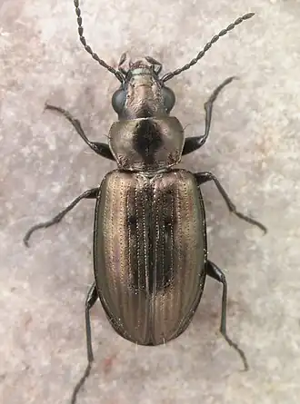 Bembidion cupreostriatum