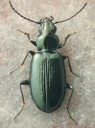 Bembidion disjunctum