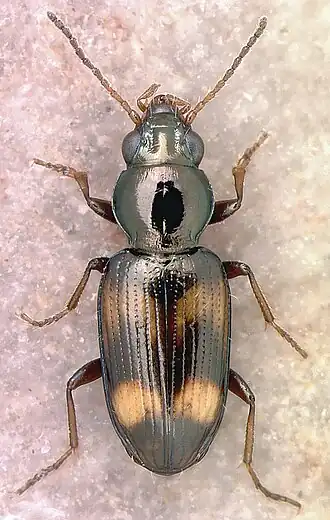 Bembidion engelhardti