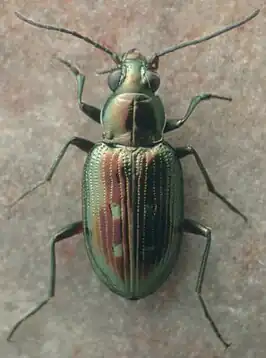 Bembidion hesperium
