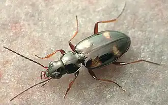 Bembidion horni