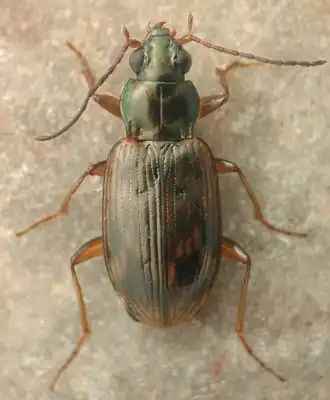 Bembidion immaturum