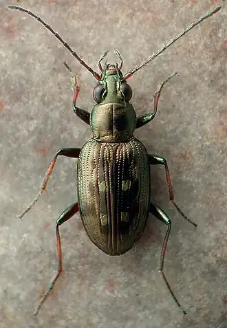 Bembidion inaequale