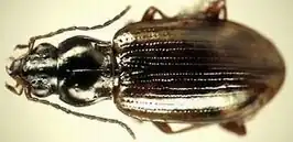 Bembidion incrematum