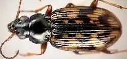Bembidion intermedium