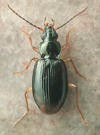 Bembidion iridescens