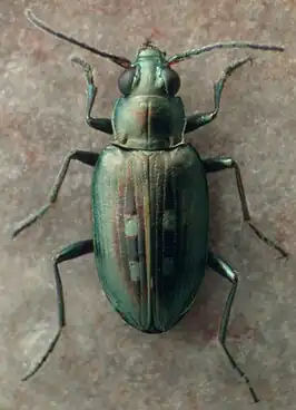 Bembidion lapponicum