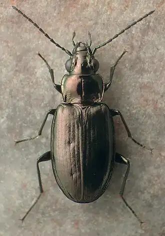 Bembidion laxatum