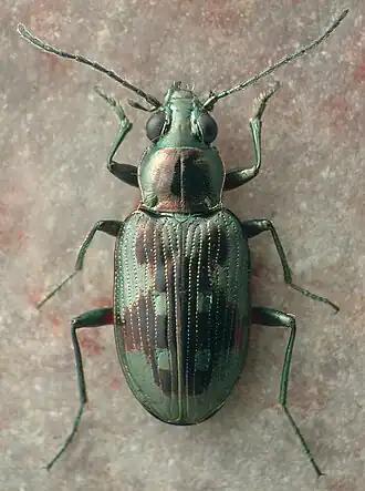 Bembidion levettei
