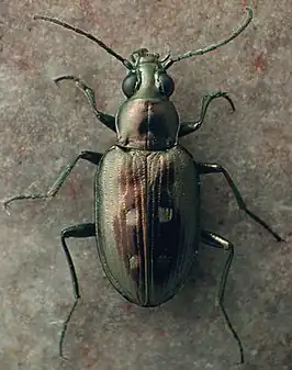 Bembidion lorquinii