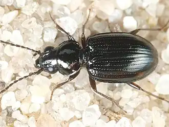 Grote maanvlekpriemkever