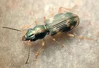 Bembidion mandibulare