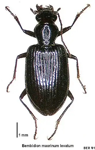 Bembidion maorinum