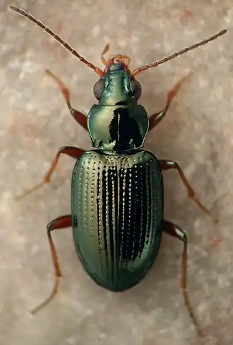 Bembidion nigrum