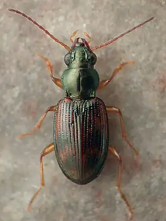 Bembidion oberthueri