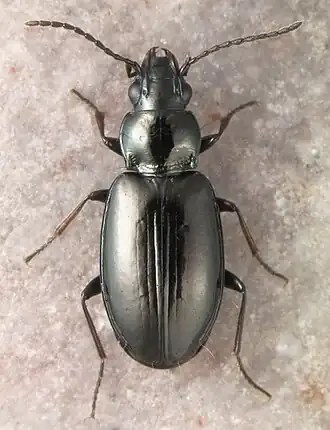 Bembidion osculans