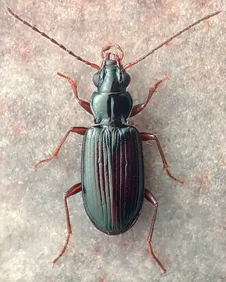 Bembidion ozarkense