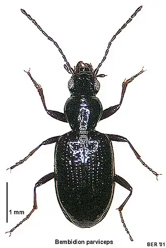 Bembidion parviceps