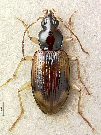 Bembidion pernotum