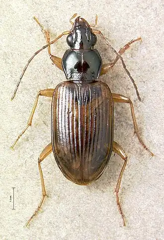 Bembidion perspicuum