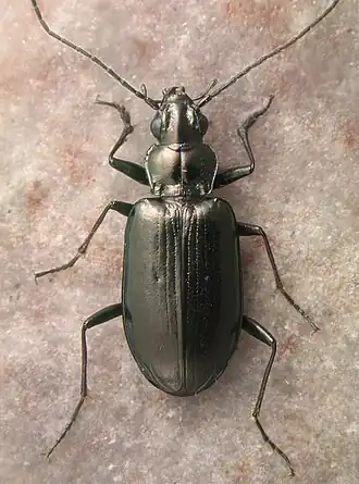 Bembidion planatum