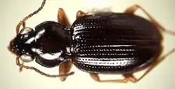 Bembidion praticola