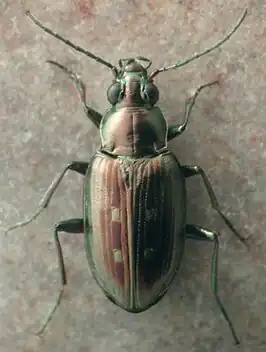 Bembidion punctatostriatum