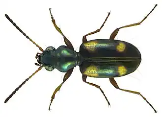 Viervlekpriemkever (Bembidion quadrimaculatum)