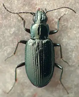 Bembidion recticolle