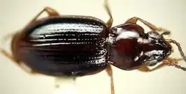 Bembidion roosevelti