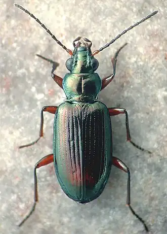 Bembidion rufotinctum