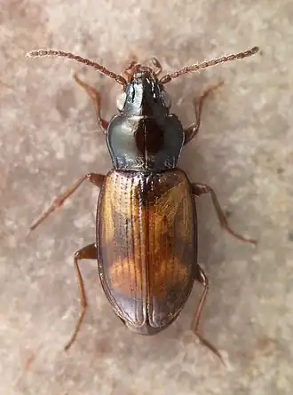 Bembidion salinarium