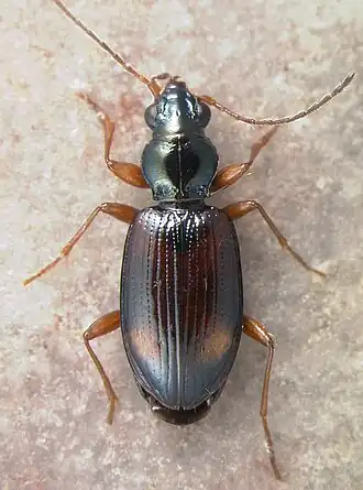 Bembidion scopulinum
