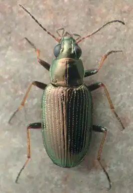 Bembidion sculpturatum