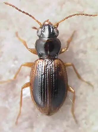 Bembidion semicinctum