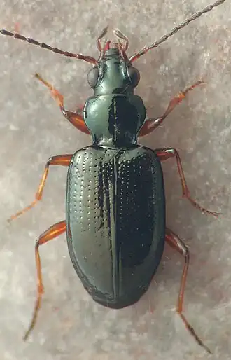 Bembidion semistriatum