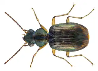 Bembidion opulentum